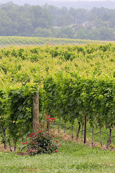 Vineyard Vineyard