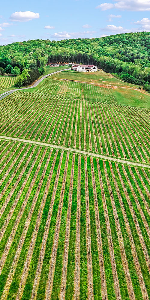 Vineyard Field Vineyard Field