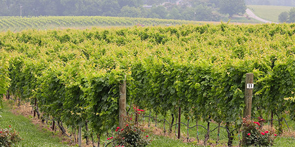 Vineyard Winery Vineyard Winery